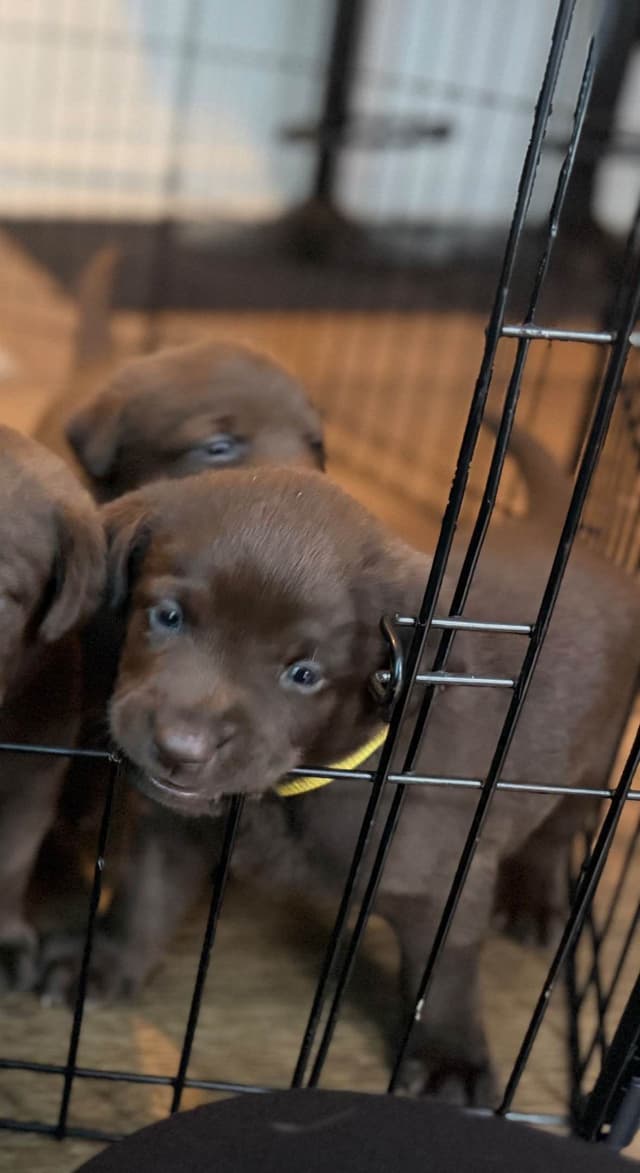 Labrador Retriever Puppies media 4