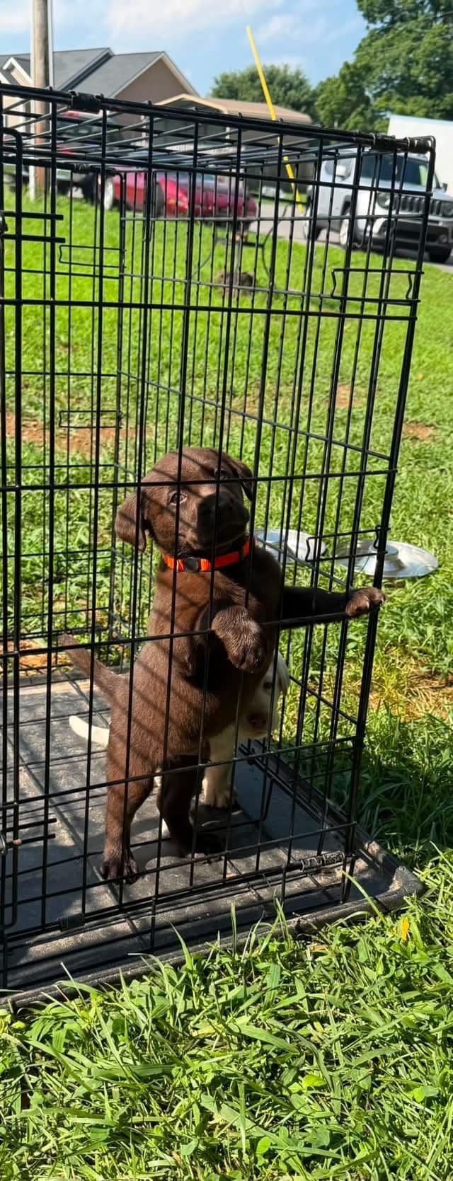 Labrador Retriever Puppies media 6
