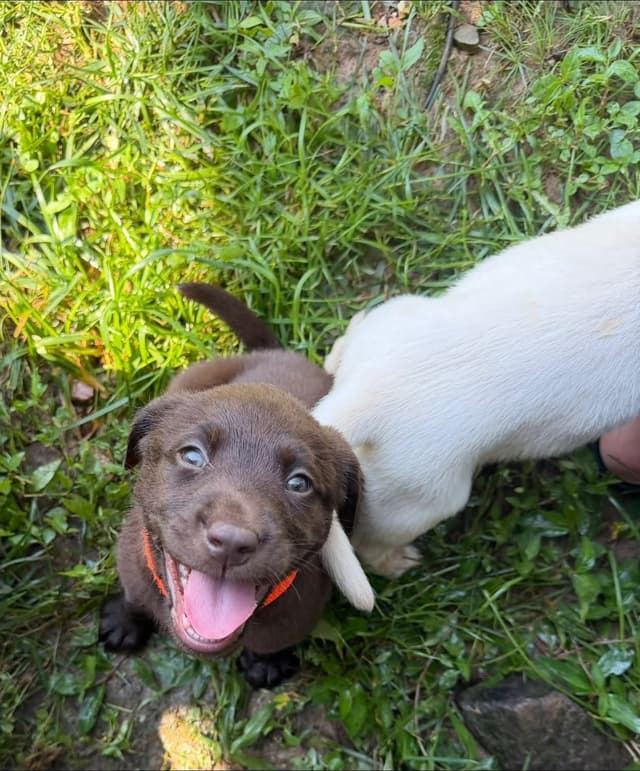 Labrador Retriever Puppies media 8