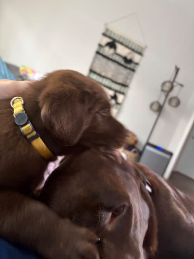 Labrador Retriever Puppies media 9