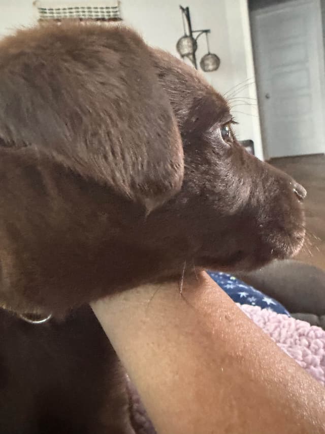 Labrador Retriever Puppies media 10