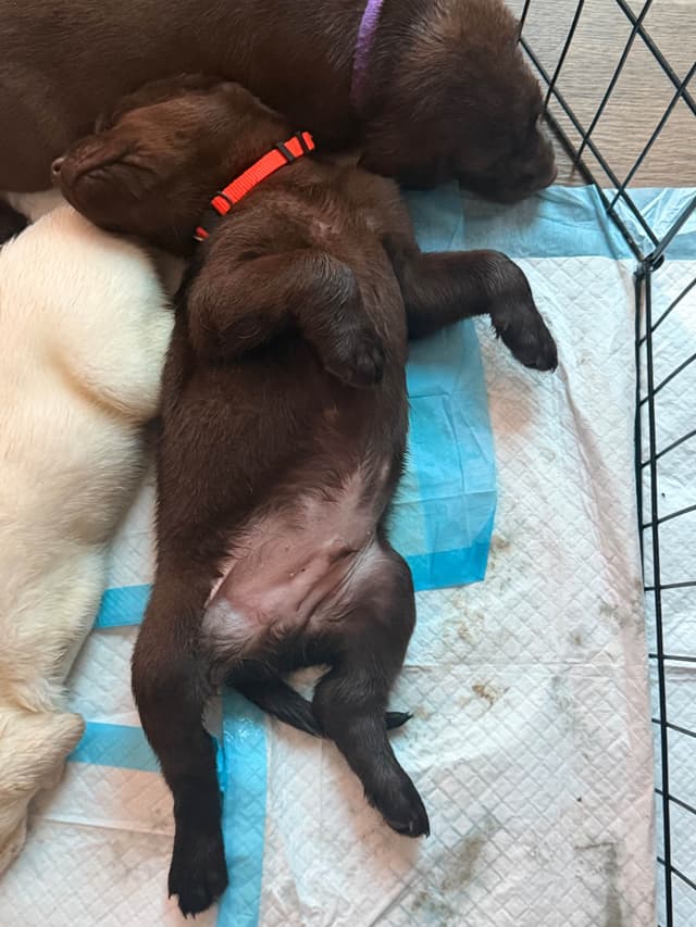 Labrador Retriever Puppies media 14