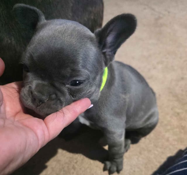 **PRICE DROP** French Bulldog Puppies media 13