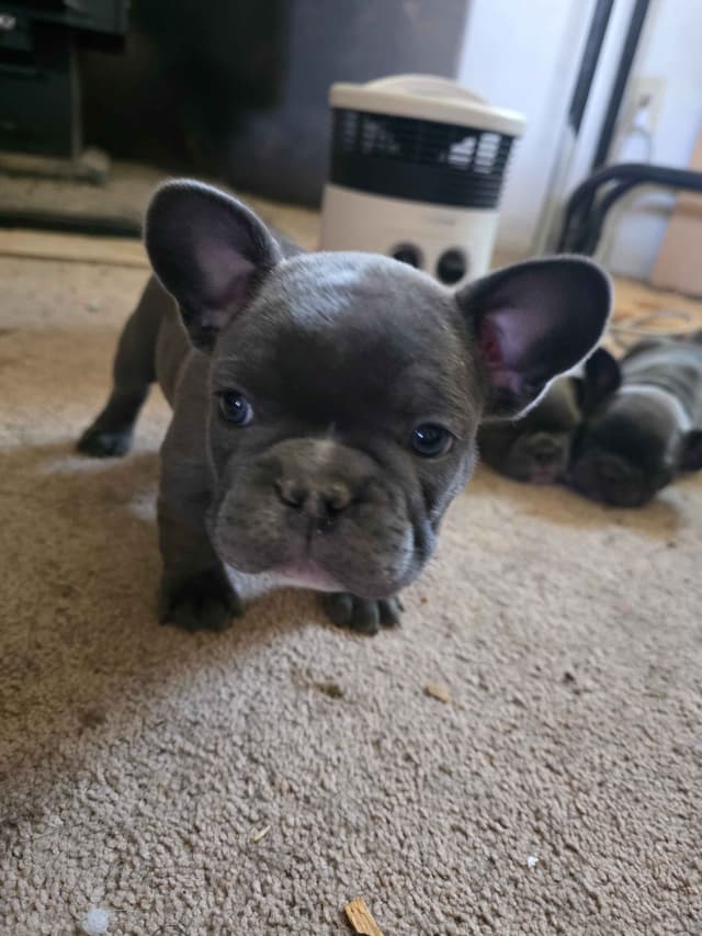 **PRICE DROP** French Bulldog Puppies media 11