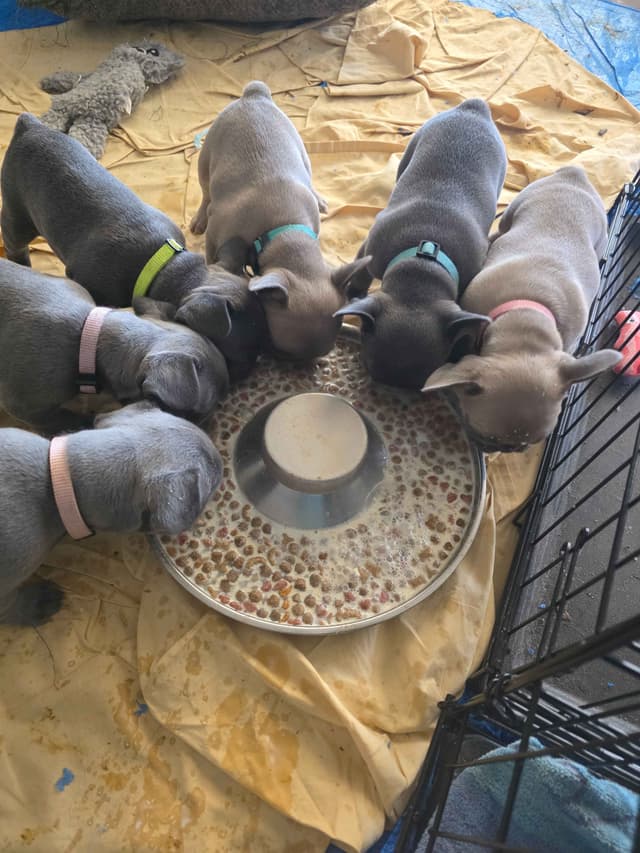**PRICE DROP** French Bulldog Puppies media 18