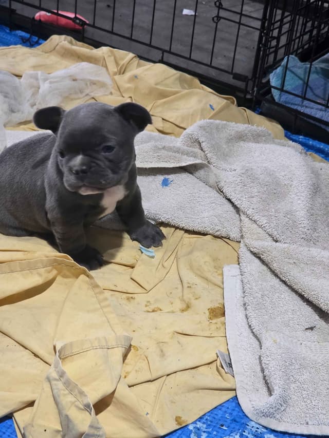 **PRICE DROP** French Bulldog Puppies media 16