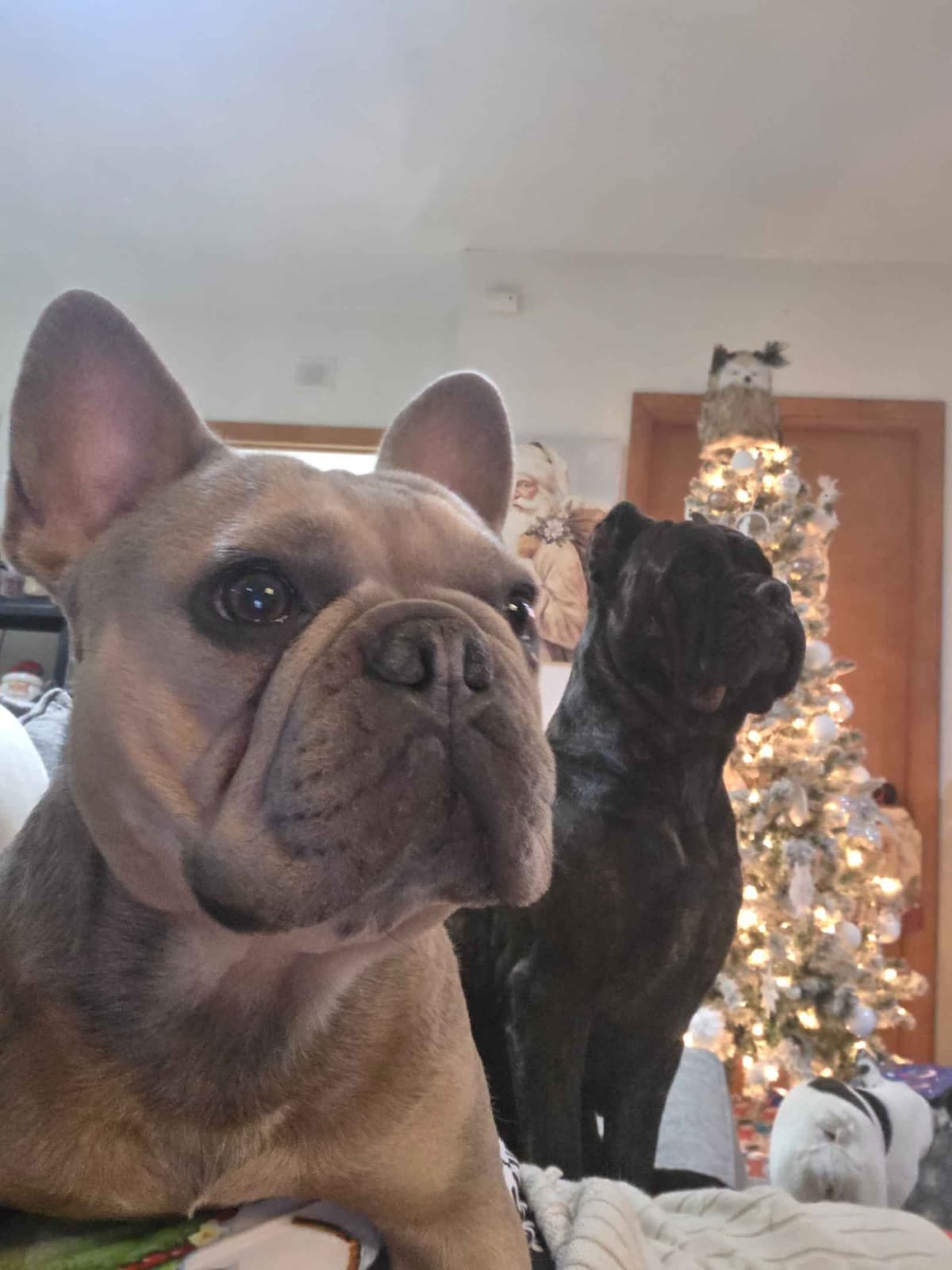 **PRICE DROP**Cane Corso Puppies breeder image 2