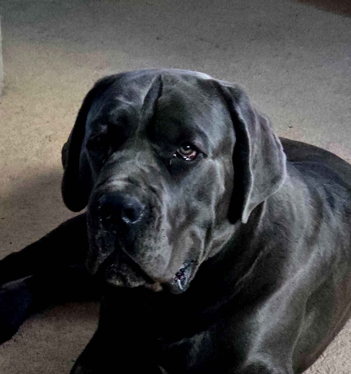 **PRICE DROP**Cane Corso Puppies breeder image 6