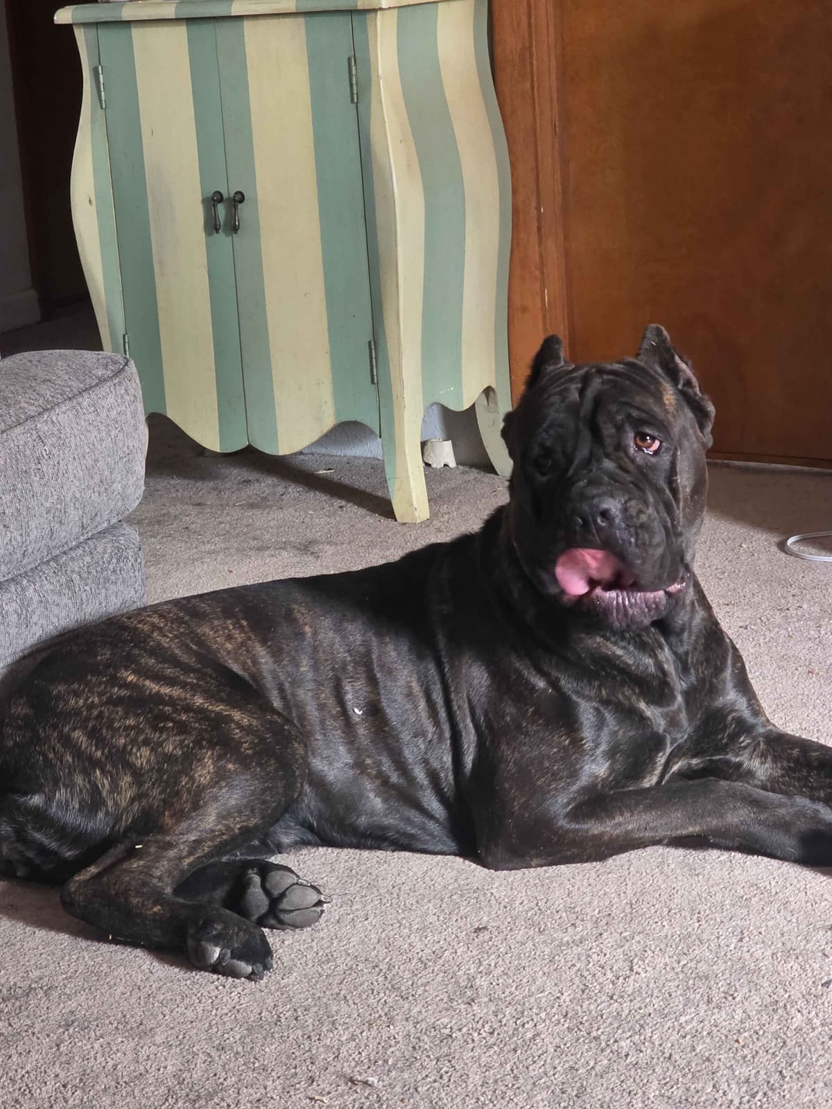 **PRICE DROP**Cane Corso Puppies breeder image 10