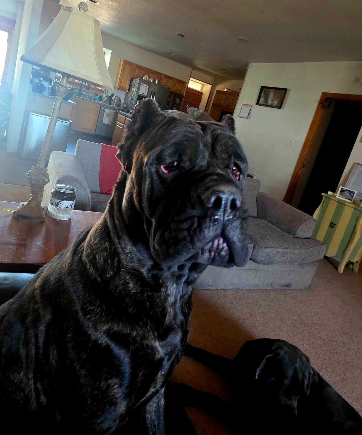**PRICE DROP**Cane Corso Puppies breeder image 7