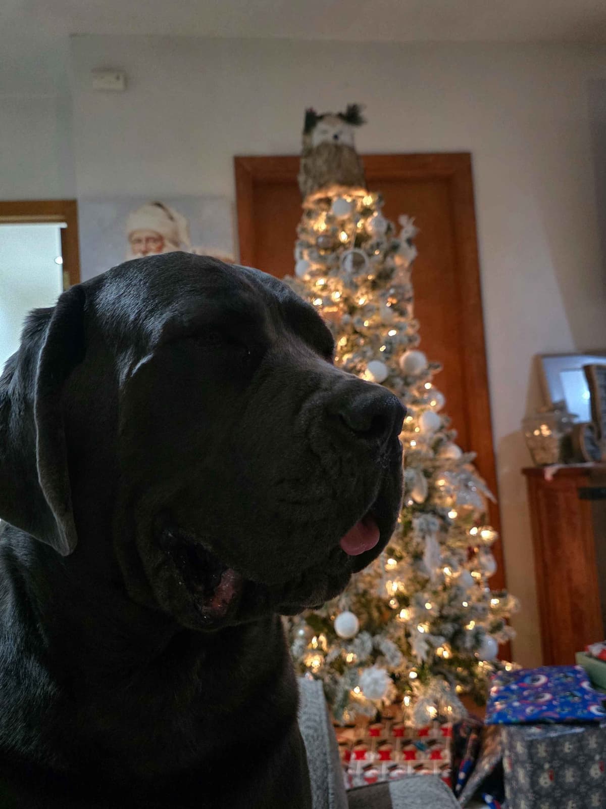 **PRICE DROP**Cane Corso Puppies breeder image 13