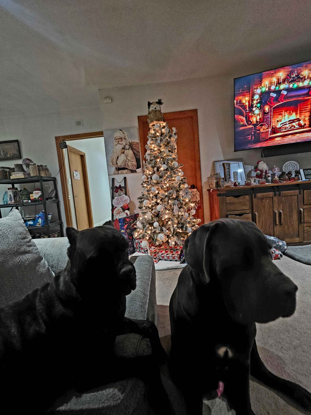 **PRICE DROP**Cane Corso Puppies breeder image 14