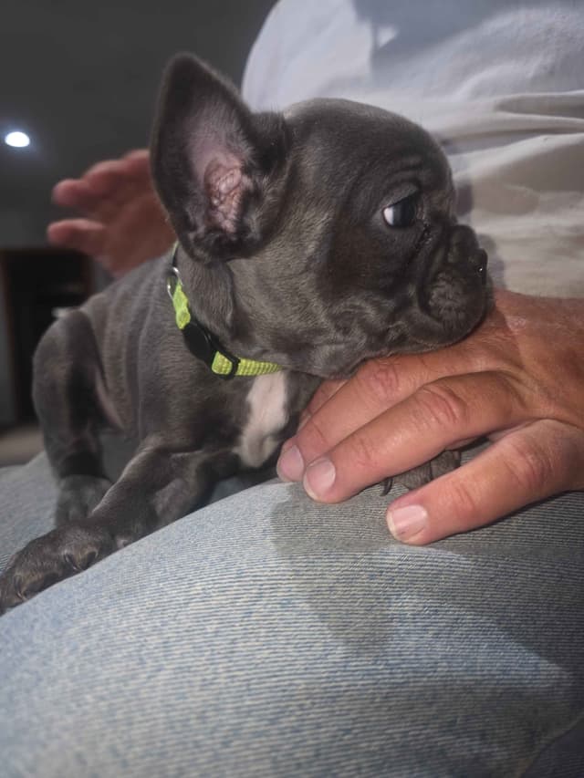 **PRICE DROP** French Bulldog Puppies media 24