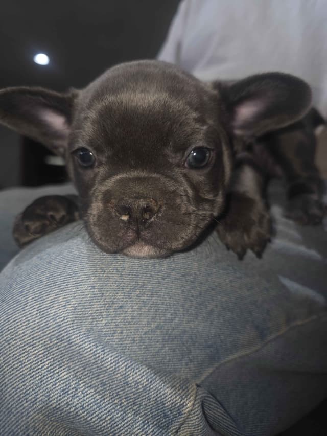 **PRICE DROP** French Bulldog Puppies media 25