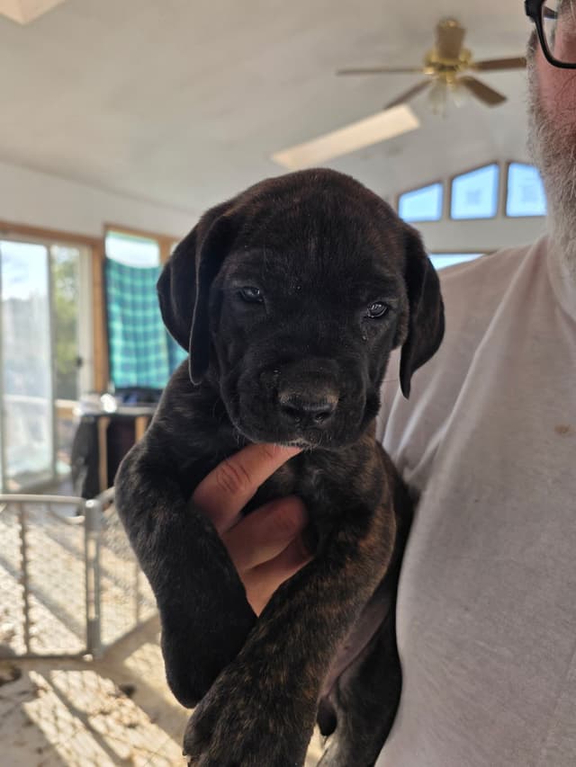 **PRICE DROP**Cane Corso Puppies media 2