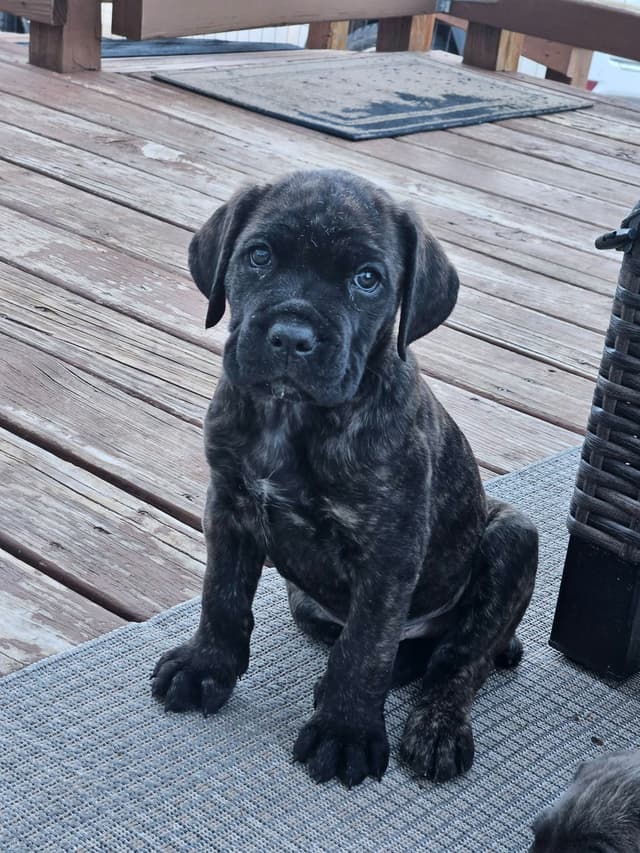 **PRICE DROP**Cane Corso Puppies media 7