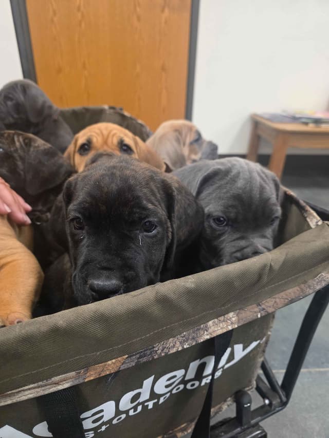 **PRICE DROP**Cane Corso Puppies media 3