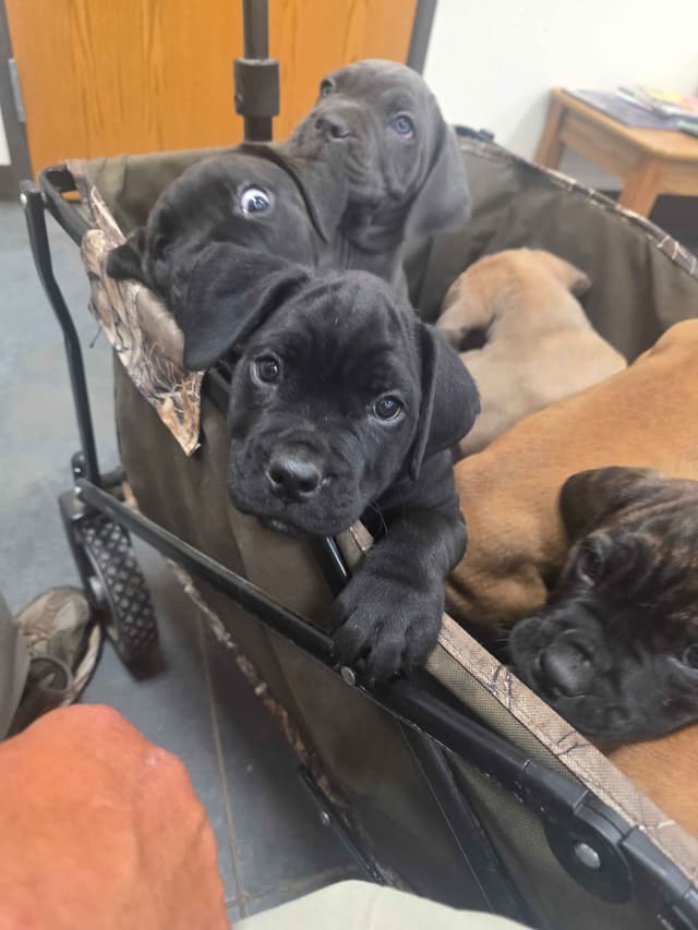 **PRICE DROP**Cane Corso Puppies media 5