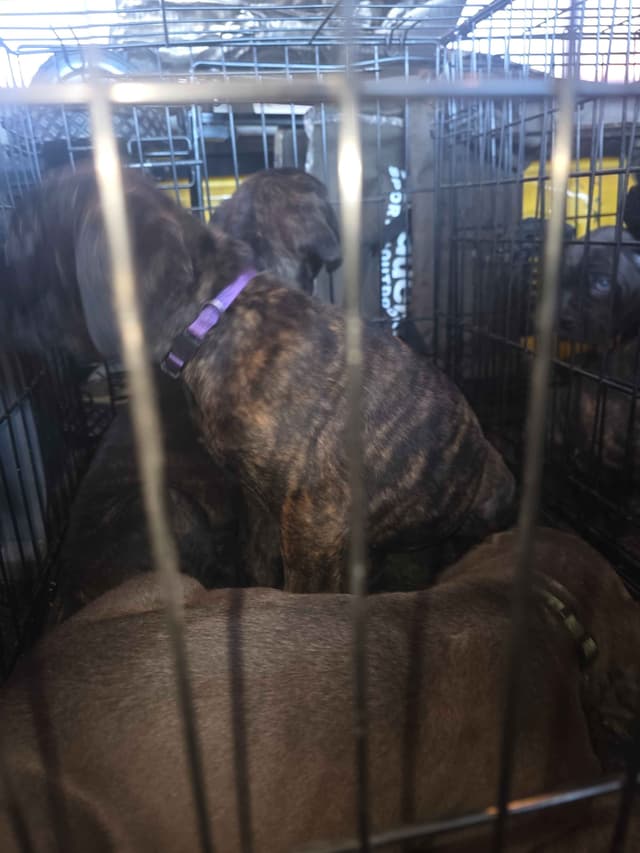 **PRICE DROP**Cane Corso Puppies media 4