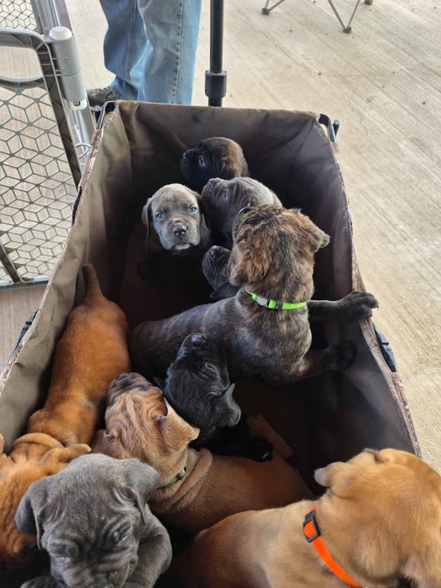 **PRICE DROP**Cane Corso Puppies media 14