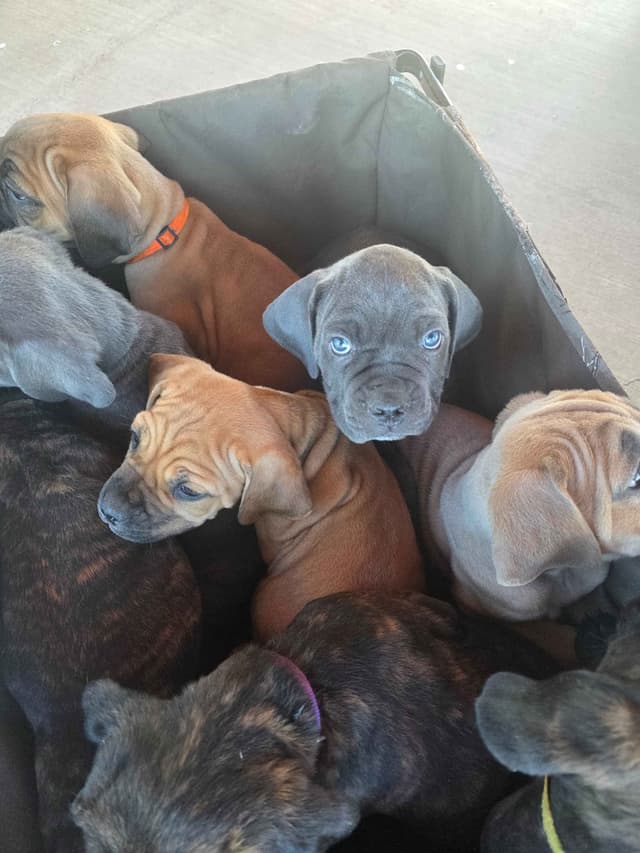 **PRICE DROP**Cane Corso Puppies media 12