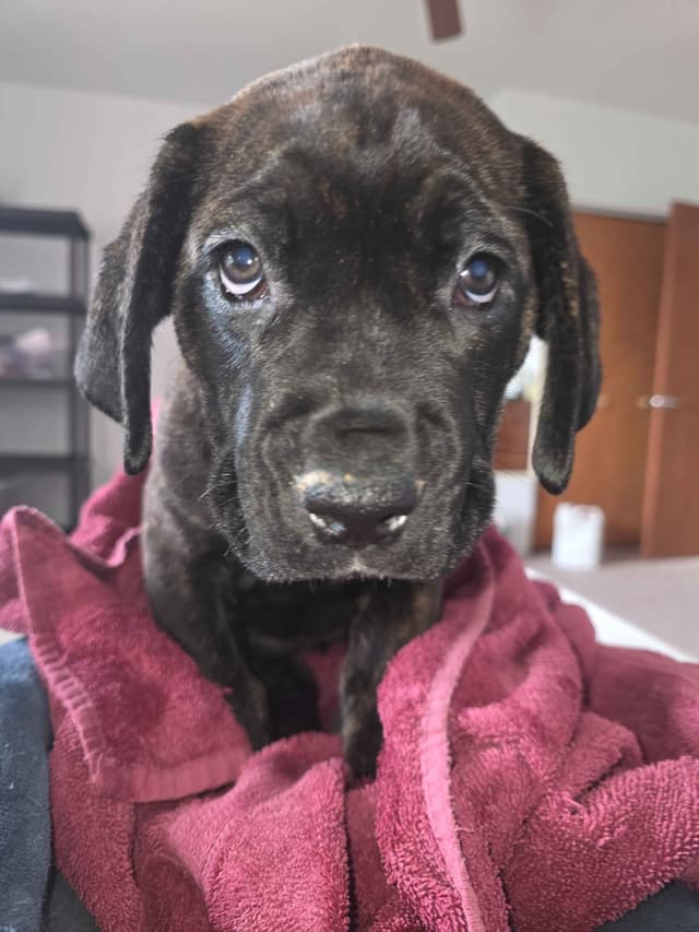 **PRICE DROP**Cane Corso Puppies media 18