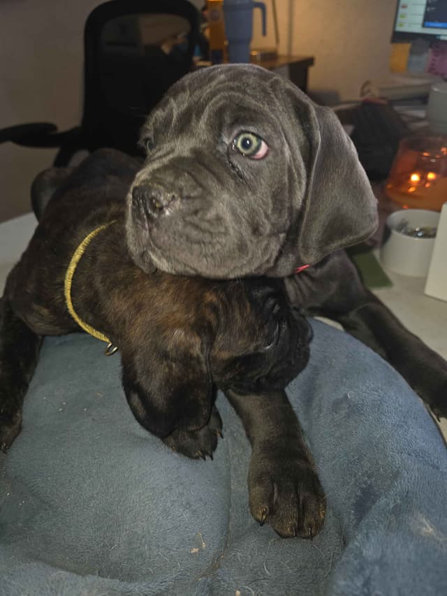 **PRICE DROP**Cane Corso Puppies media 19