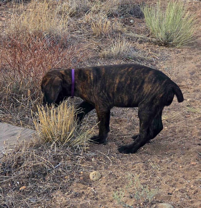 **PRICE DROP**Cane Corso Puppies media 20