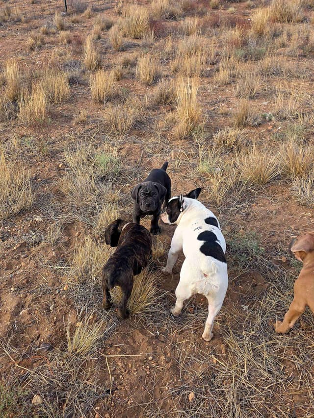 **PRICE DROP**Cane Corso Puppies media 21