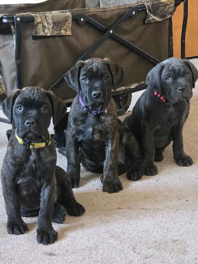 **PRICE DROP**Cane Corso Puppies media 22