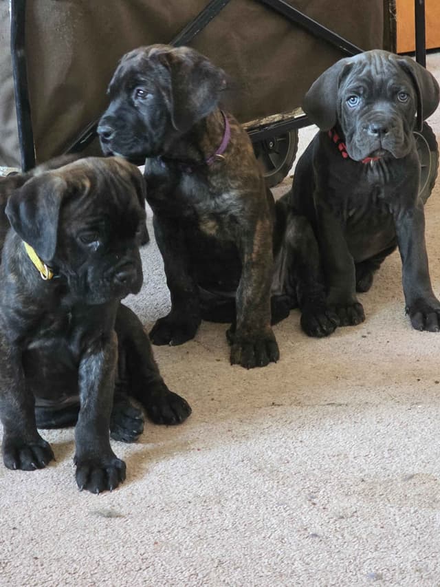 **PRICE DROP**Cane Corso Puppies media 23