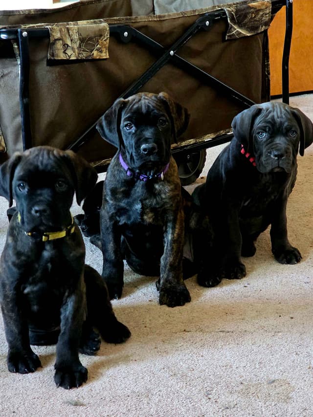 **PRICE DROP**Cane Corso Puppies media 25
