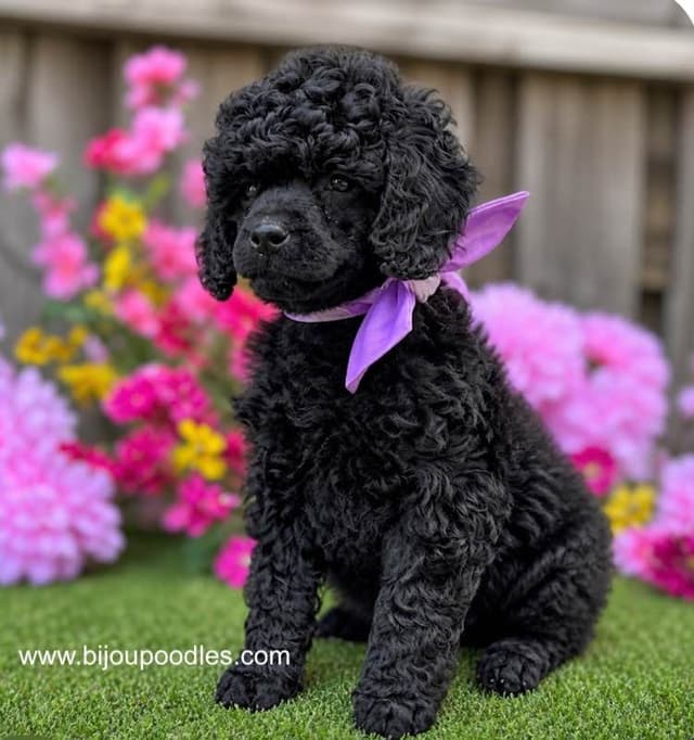 Black Miniature Poodle Male "Purple Collar" media 2