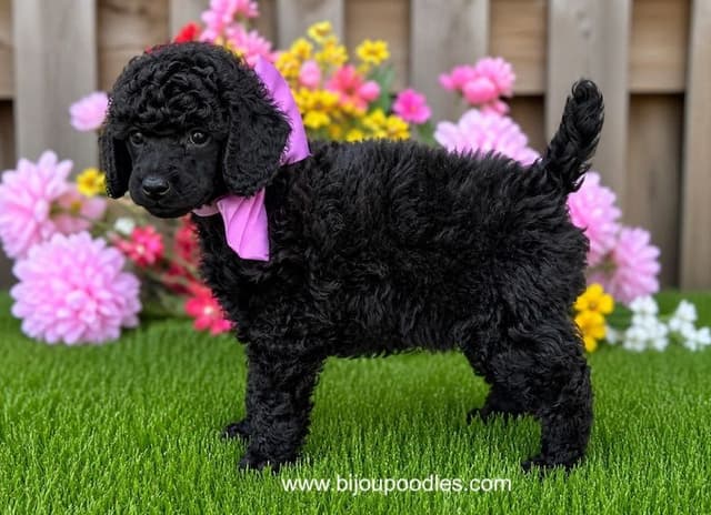 Black Miniature Poodle Male "Purple Collar" media 3