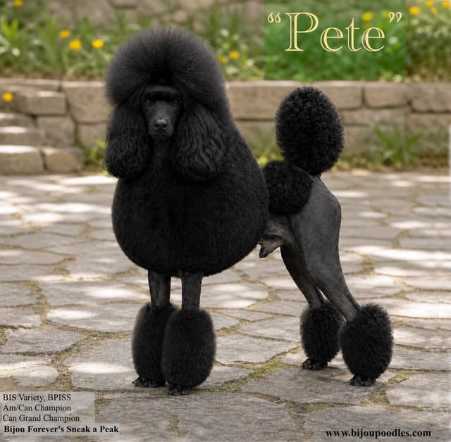 Black Miniature Poodle Male "Purple Collar" media 5