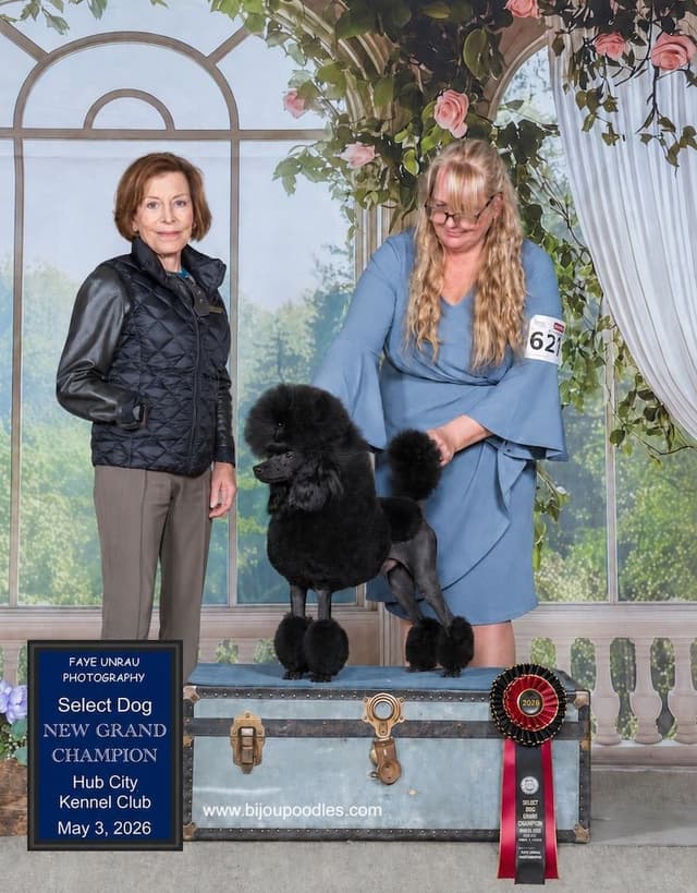 Black Miniature Poodle Male "Purple Collar" media 6