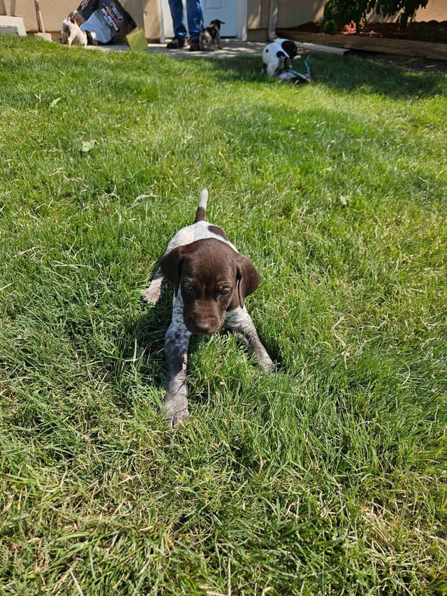 German Shorthaired Pointer Puppies media 3