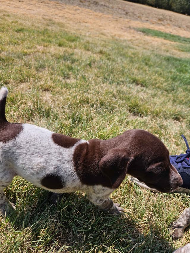 German Shorthaired Pointer Puppies media 6
