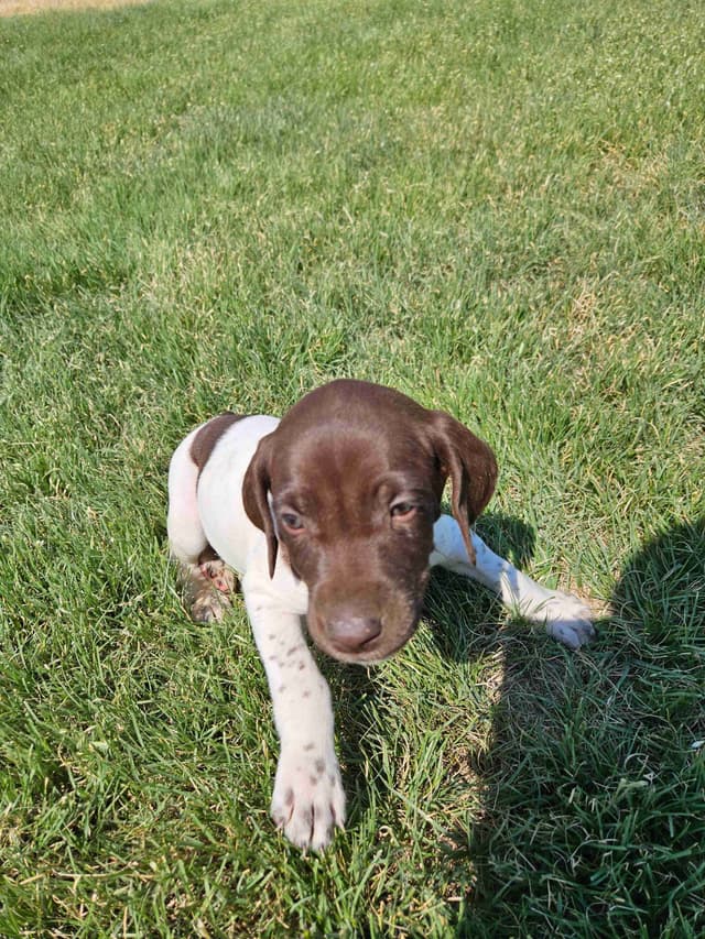 German Shorthaired Pointer Puppies media 8