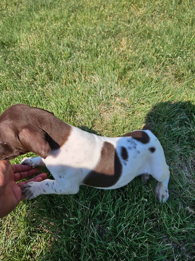 German Shorthaired Pointer Puppies media 9