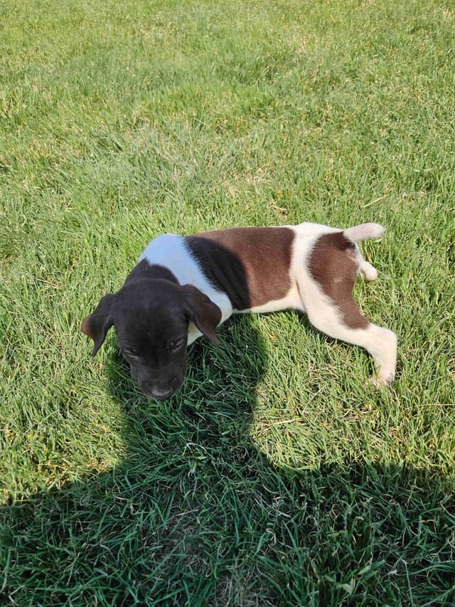 German Shorthaired Pointer Puppies media 11