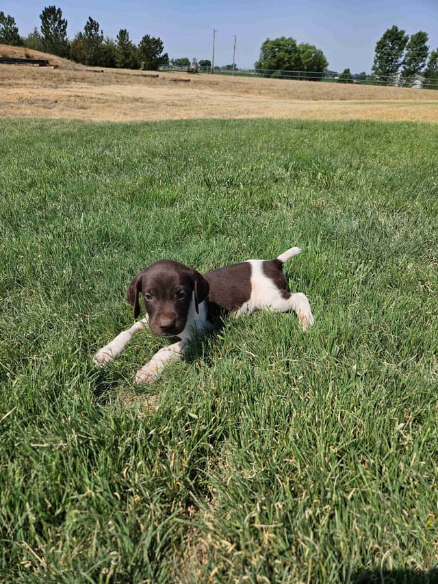 German Shorthaired Pointer Puppies media 12