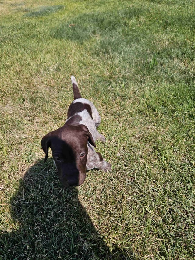 German Shorthaired Pointer Puppies media 13