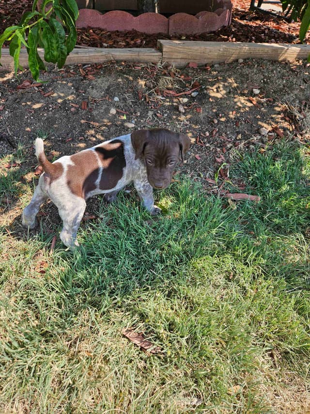 German Shorthaired Pointer Puppies media 14