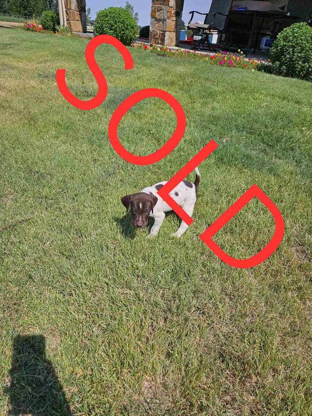 German Shorthaired Pointer Puppies media 15