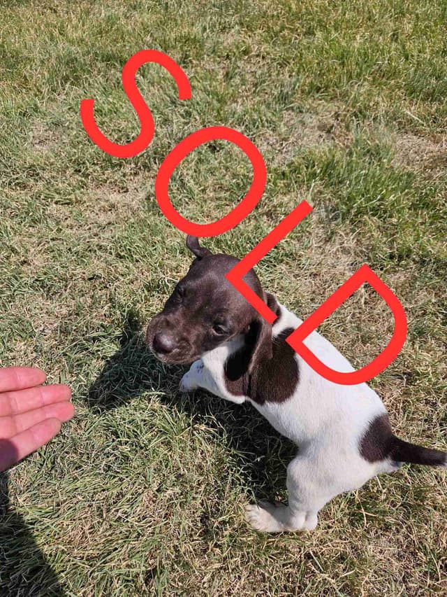 German Shorthaired Pointer Puppies media 5