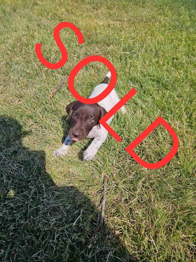 German Shorthaired Pointer Puppies media 2
