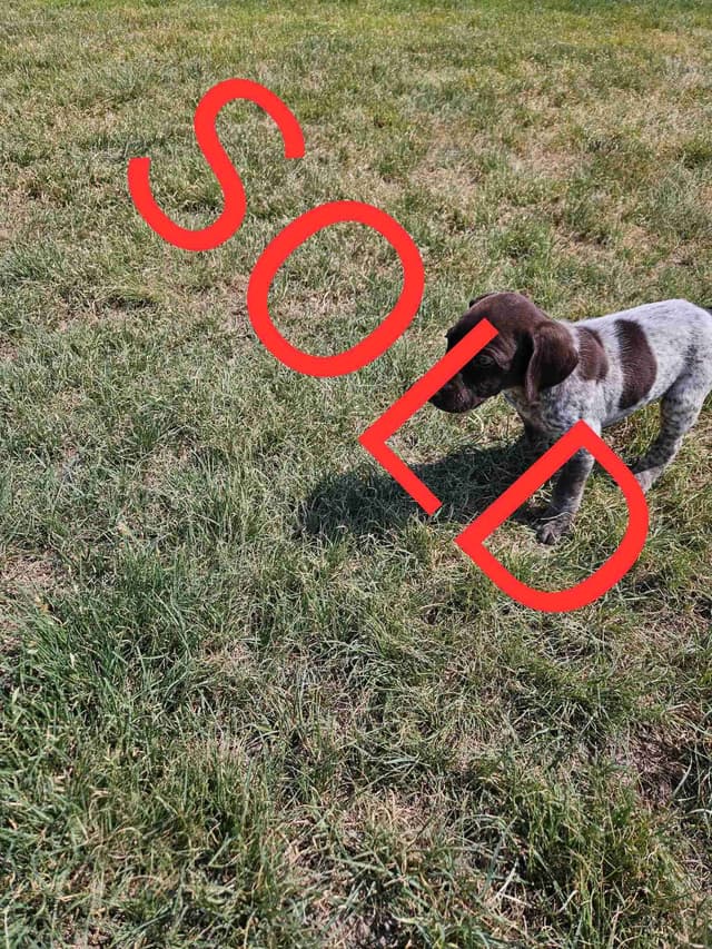 German Shorthaired Pointer Puppies media 7