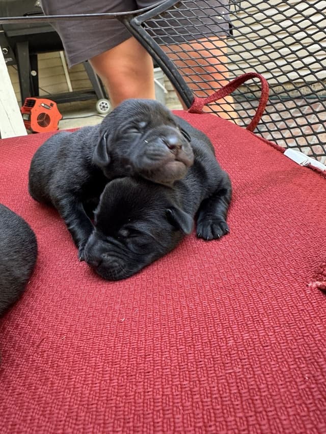 Labrador Retriever Puppies media 5