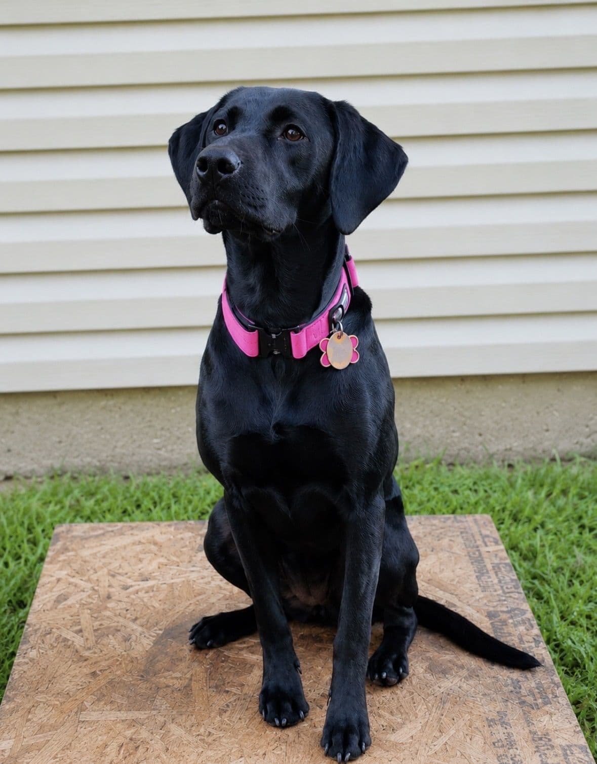 Labrador Retriever Puppies breeder image 1